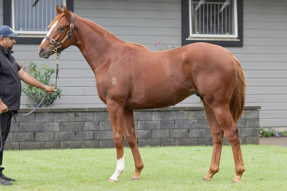 El Roca (AUS) / What Katie Did (AUS) 2023 Colt - Image 1