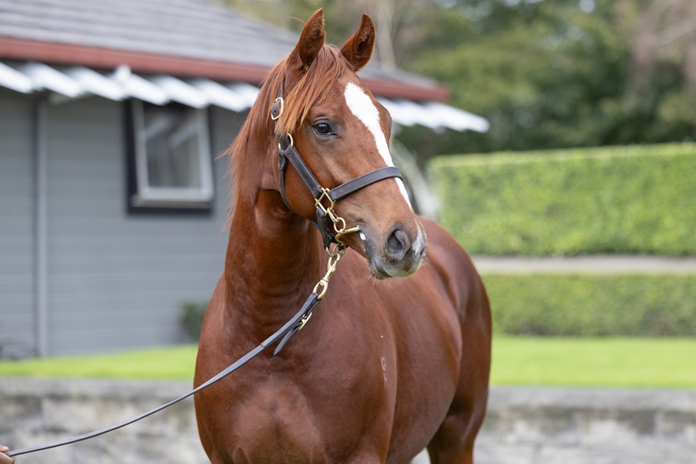 El Roca (AUS) / What Katie Did (AUS) 2023 Colt - Image 2