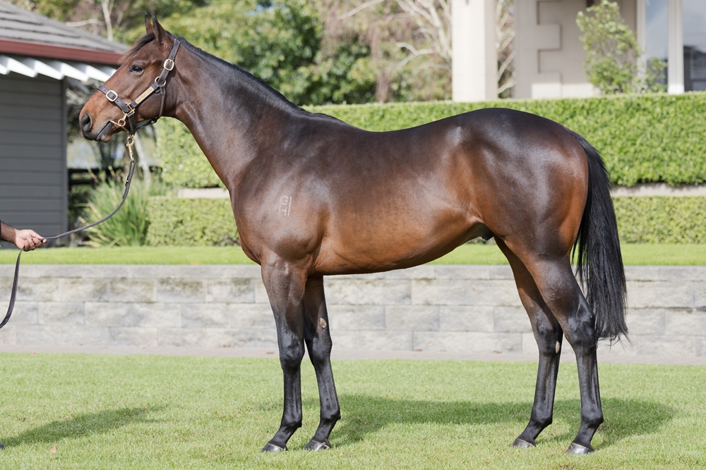 El Roca (AUS) / Witchery (NZ) 2023 Colt - Image 1