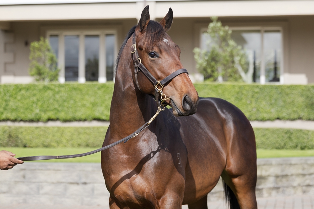 El Roca (AUS) / Witchery (NZ) 2023 Colt - Image 2