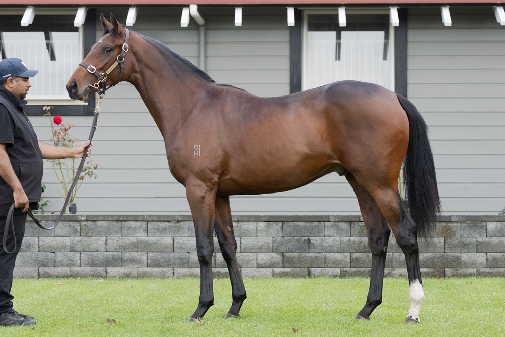 Tarzino (NZ) / Anthology (AUS) 2023 Colt - Image 1