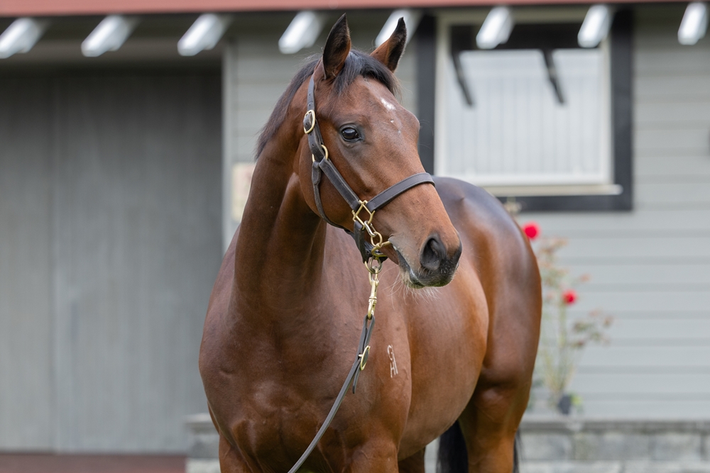 Tarzino (NZ) / Anthology (AUS) 2023 Colt - Image 2