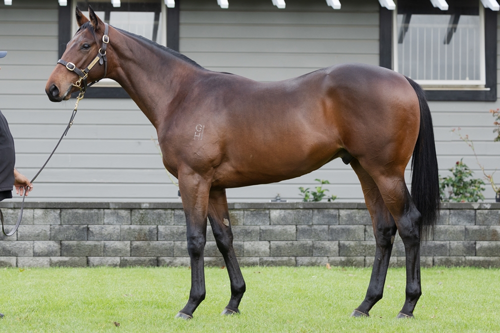 Tarzino (NZ) / Ashima (NZ) 2023 Colt - Image 1