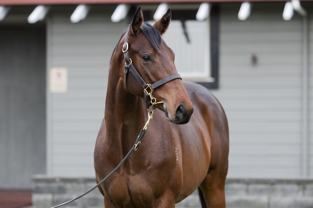 Tarzino (NZ) / Ashima (NZ) 2023 Colt - Image 2