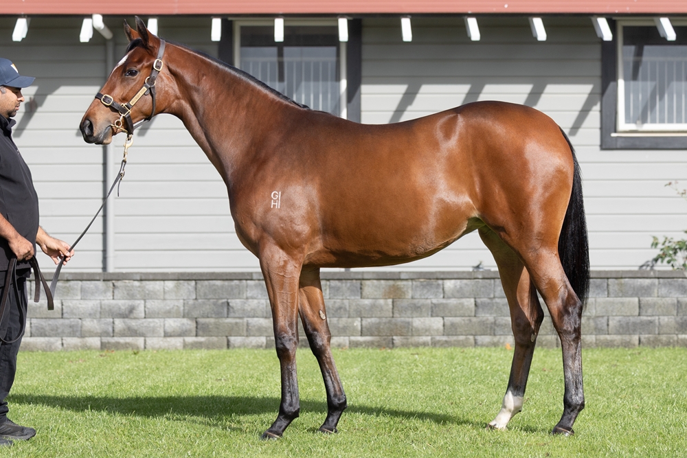 Tarzino (NZ) / Empress Wu (AUS) 2023 Filly - Image 1