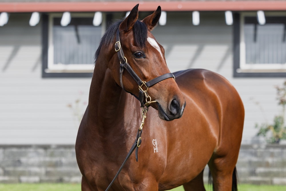 Tarzino (NZ) / Empress Wu (AUS) 2023 Filly - Image 2