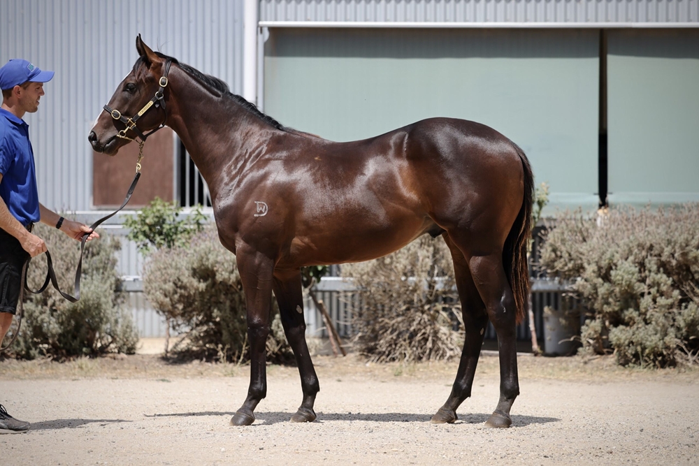Pierata (AUS) / Flash of Doubt (AUS) 2023 Colt - Image 1