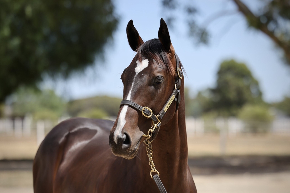 Pierata (AUS) / Flash of Doubt (AUS) 2023 Colt - Image 2