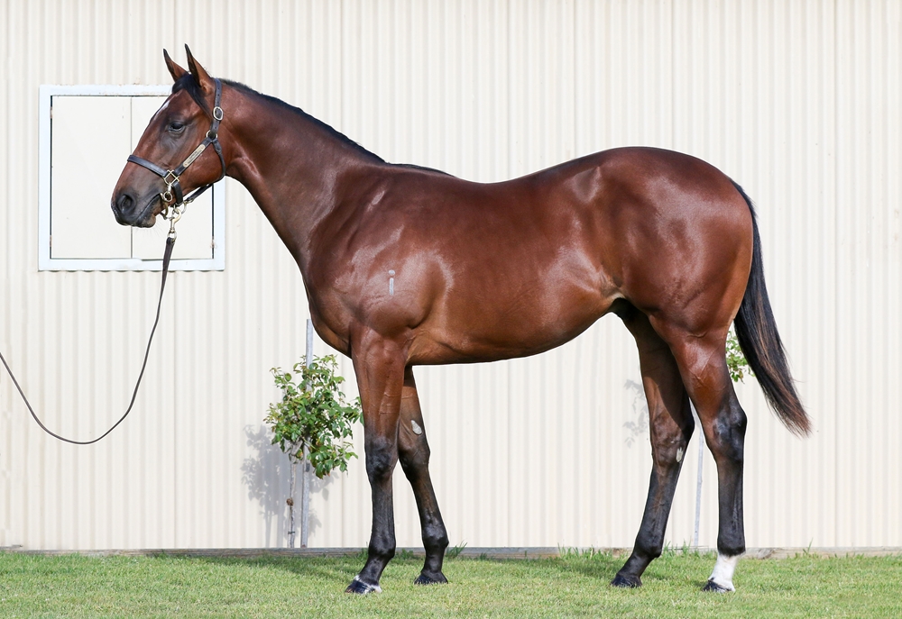 Home Affairs (AUS) / Chaleur Bay (AUS) 2023 Colt - Image 1