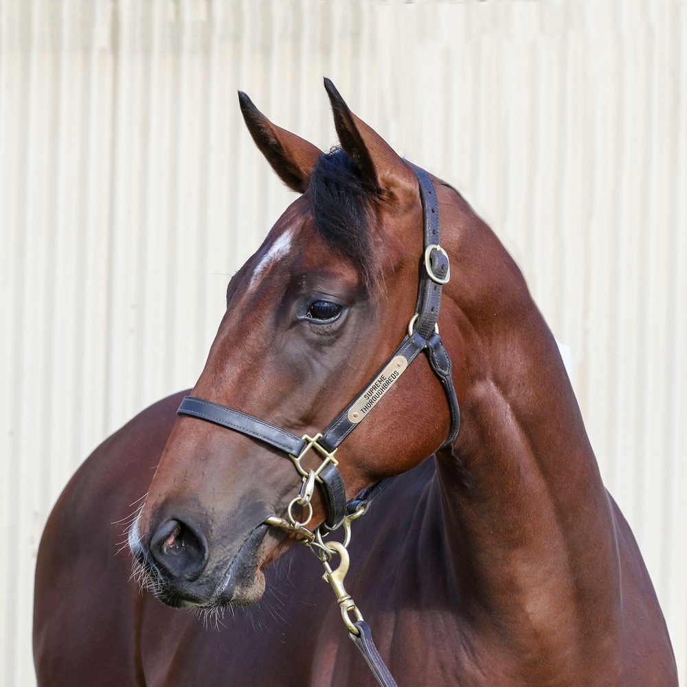 Home Affairs (AUS) / Chaleur Bay (AUS) 2023 Colt - Image 2