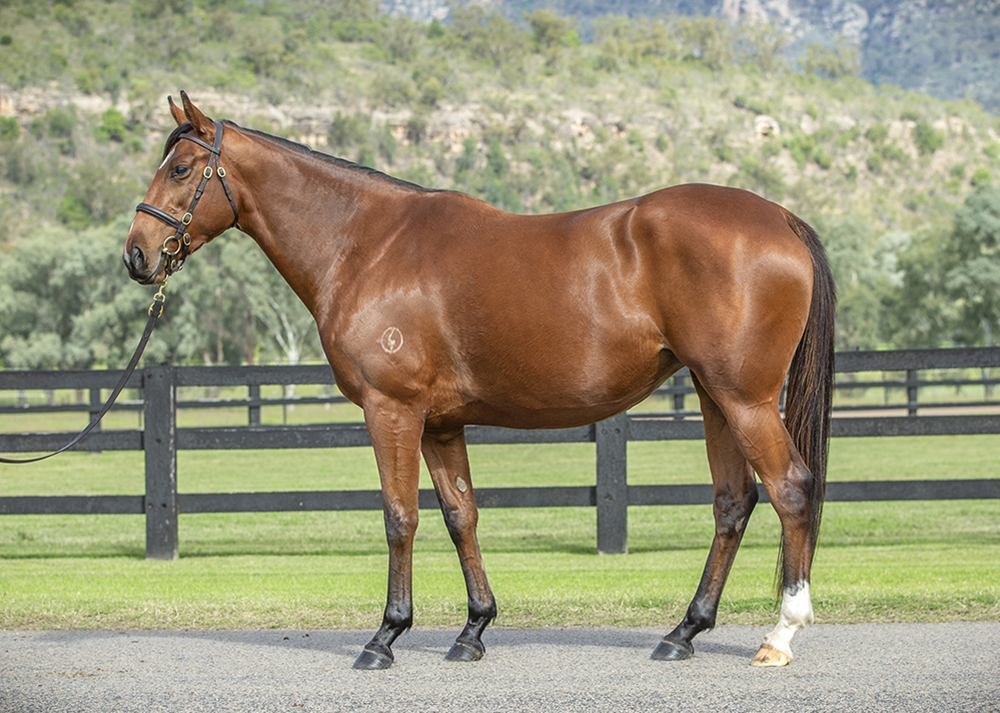 Mannequin (AUS) - Image 1