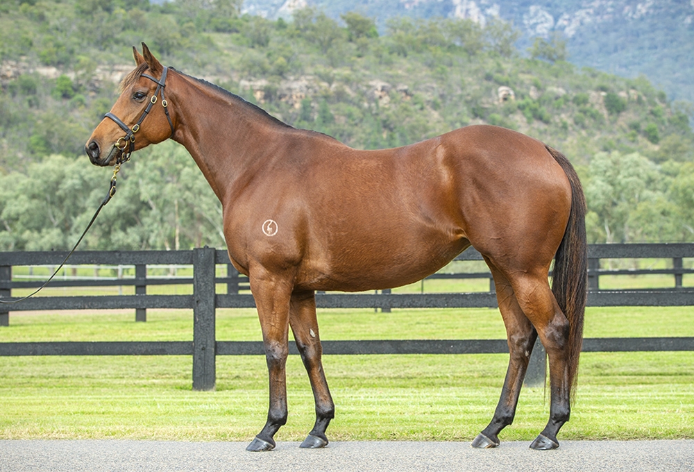 Nightingale (AUS) - Image 1