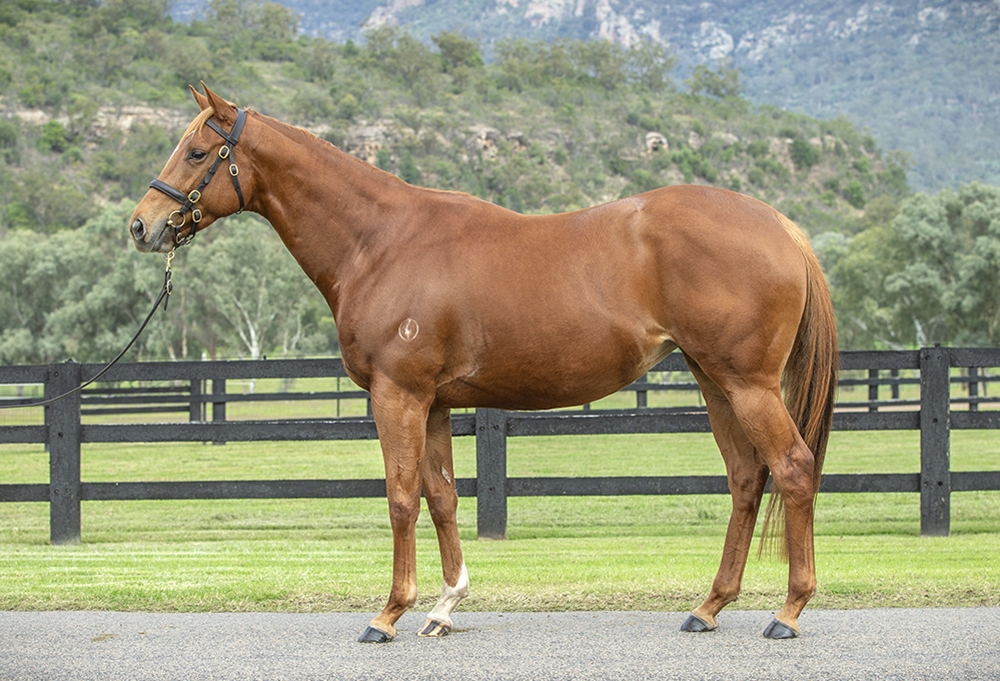 Reasoned (AUS) - Image 1