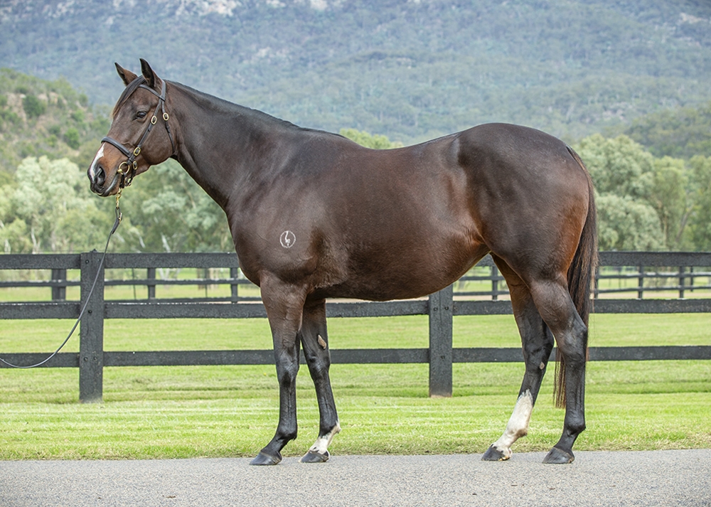 Vividness (AUS) - Image 1