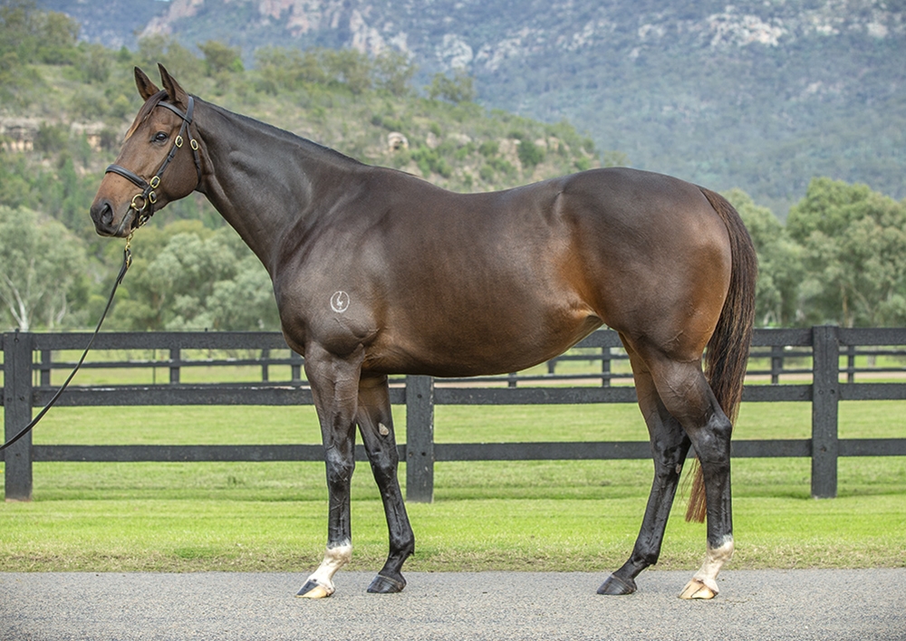 Will O'Wisp (AUS) - Image 1