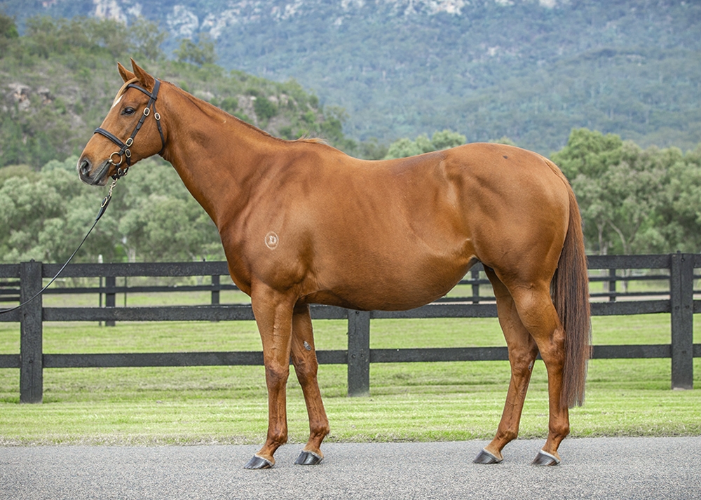 Alucinari (AUS) - Image 1