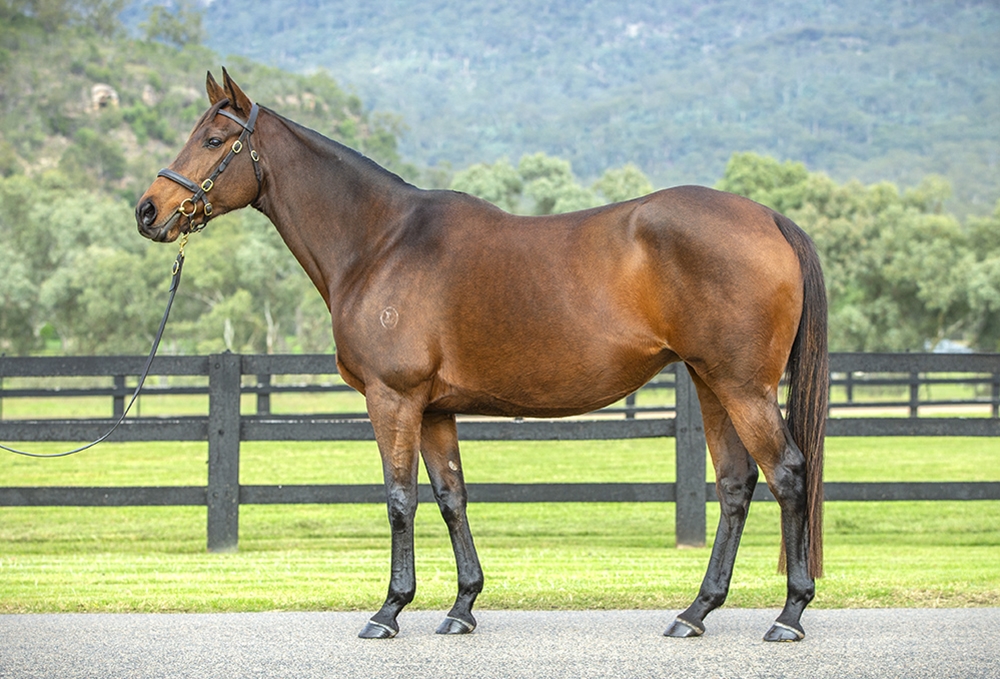 Serendipitious (AUS) - Image 2