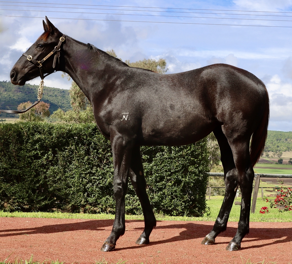Top Ranked (IRE) / Greetings (NZ) 2024 Filly - Image 1
