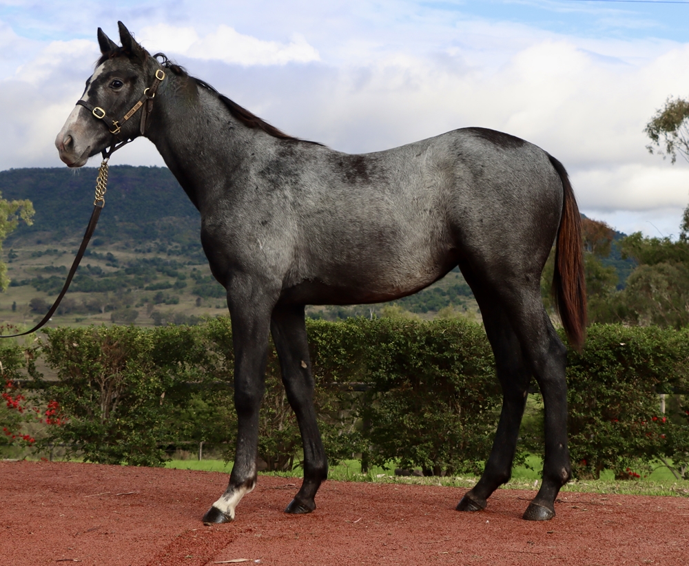 Top Ranked (IRE) / House of Hingis (NZ) 2024 Filly - Image 1