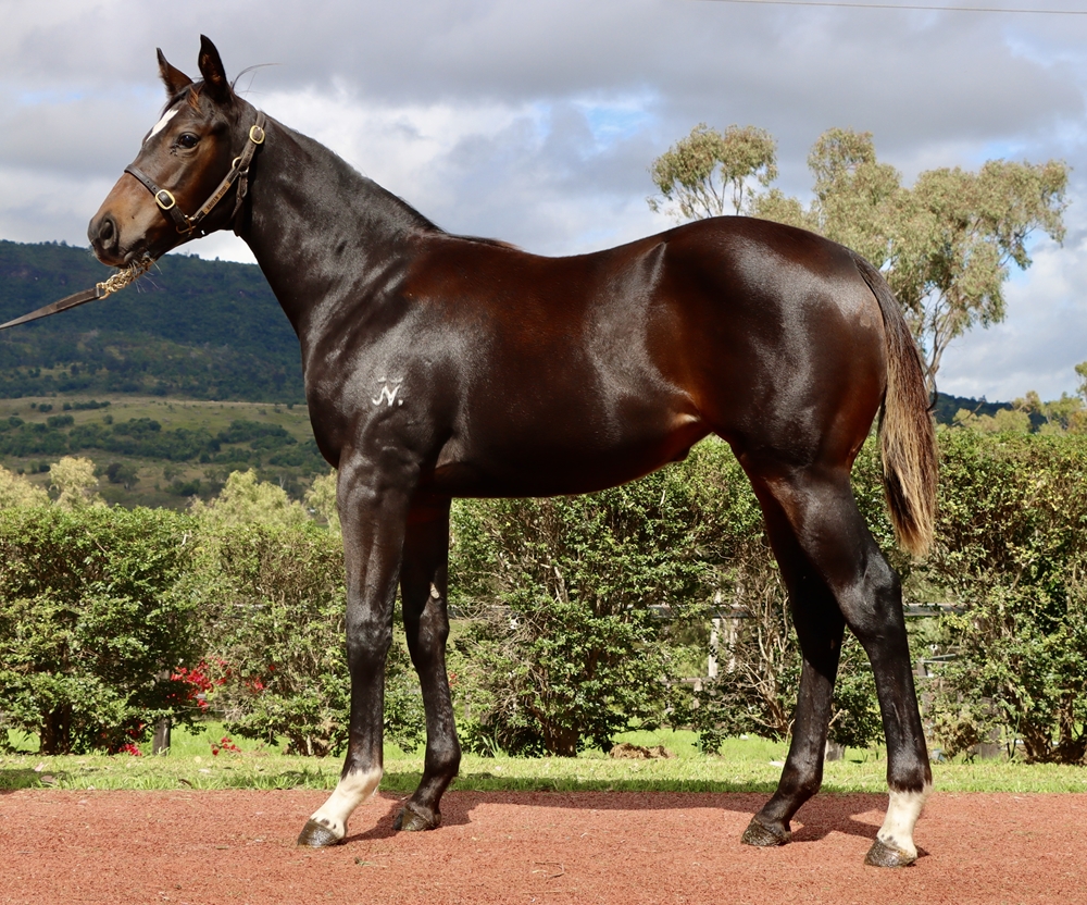 Zousain (AUS) / King's Lady (AUS) 2024 Filly - Image 1