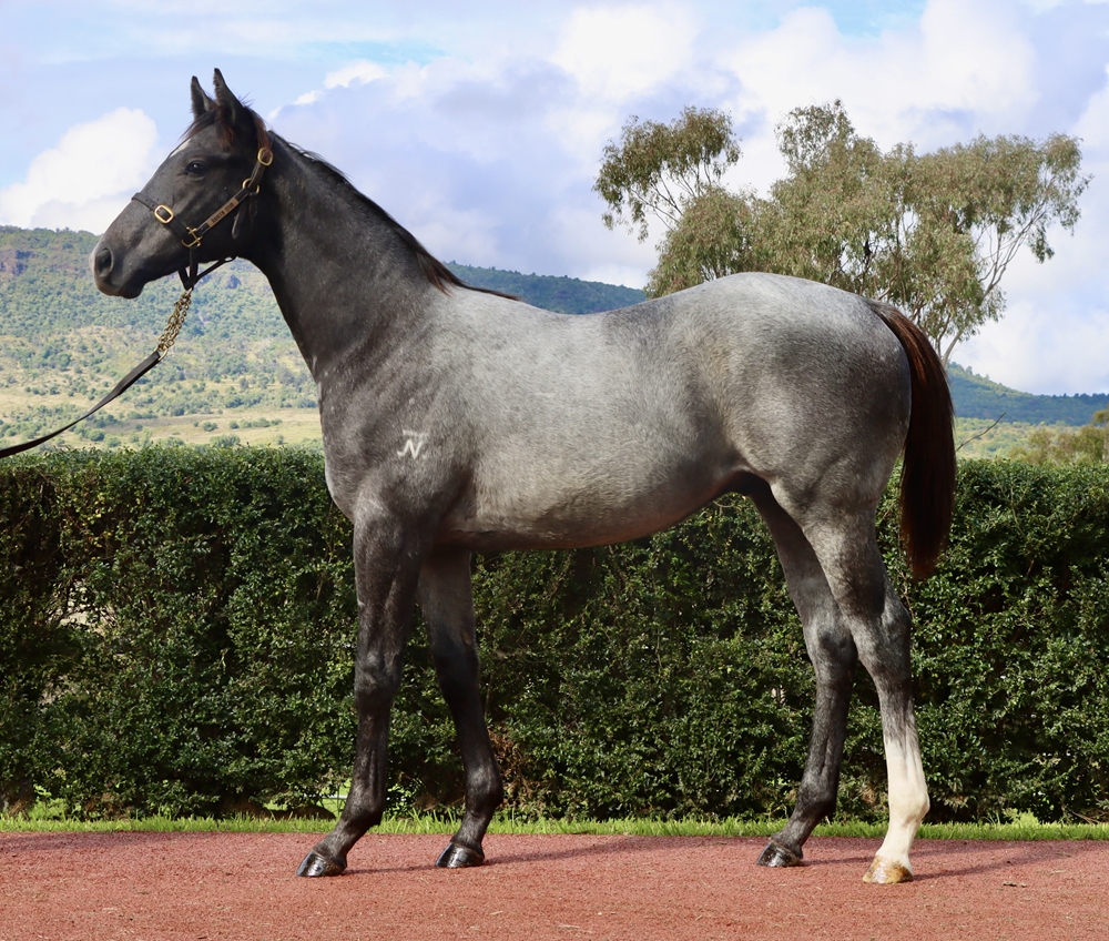Top Ranked (IRE) / Magazine Miss (AUS) 2024 Colt - Image 1