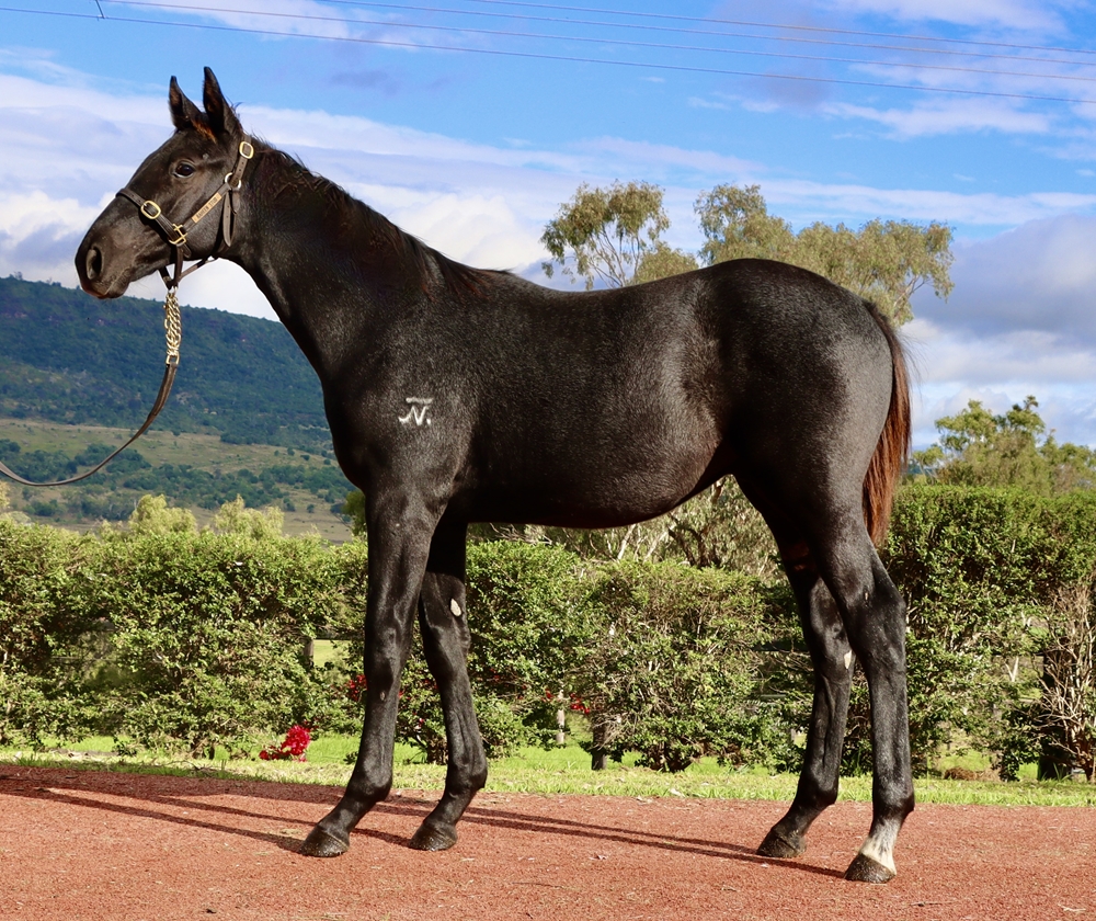 Top Ranked (IRE) / Maputo Express (AUS) 2024 Colt - Image 1