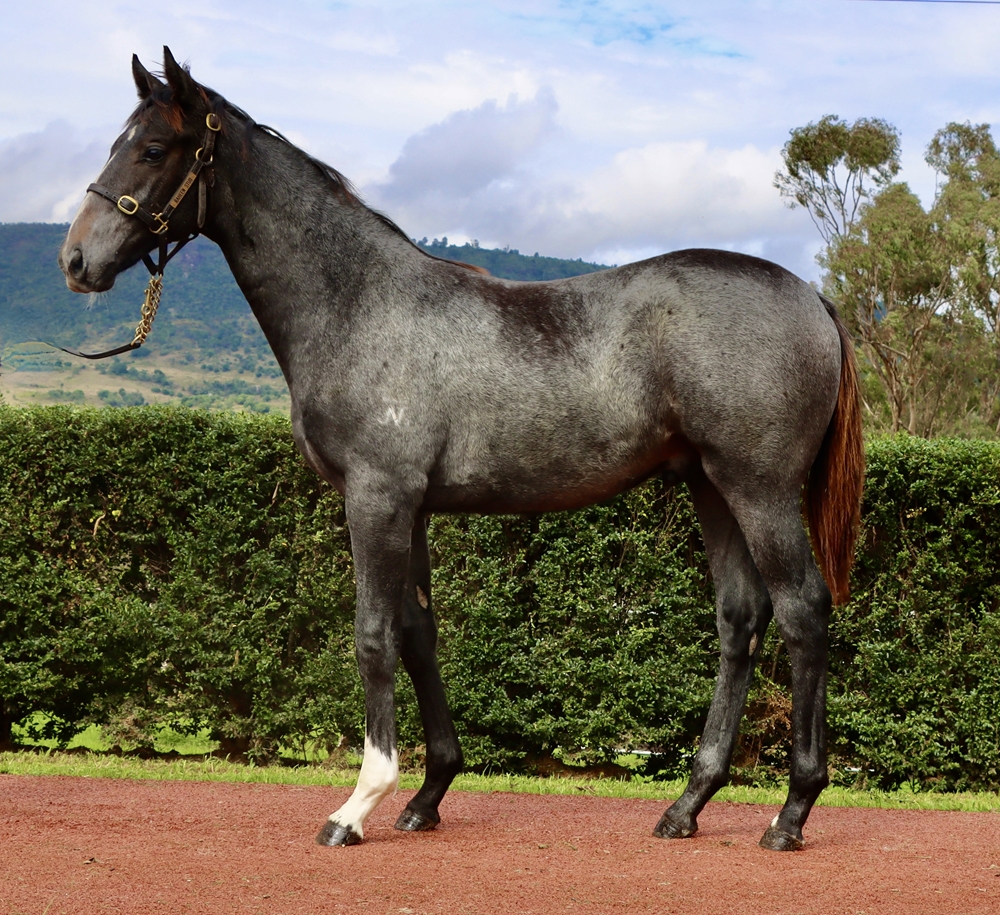 Top Ranked (IRE) / Roundelay (AUS) 2024 Colt - Image 1