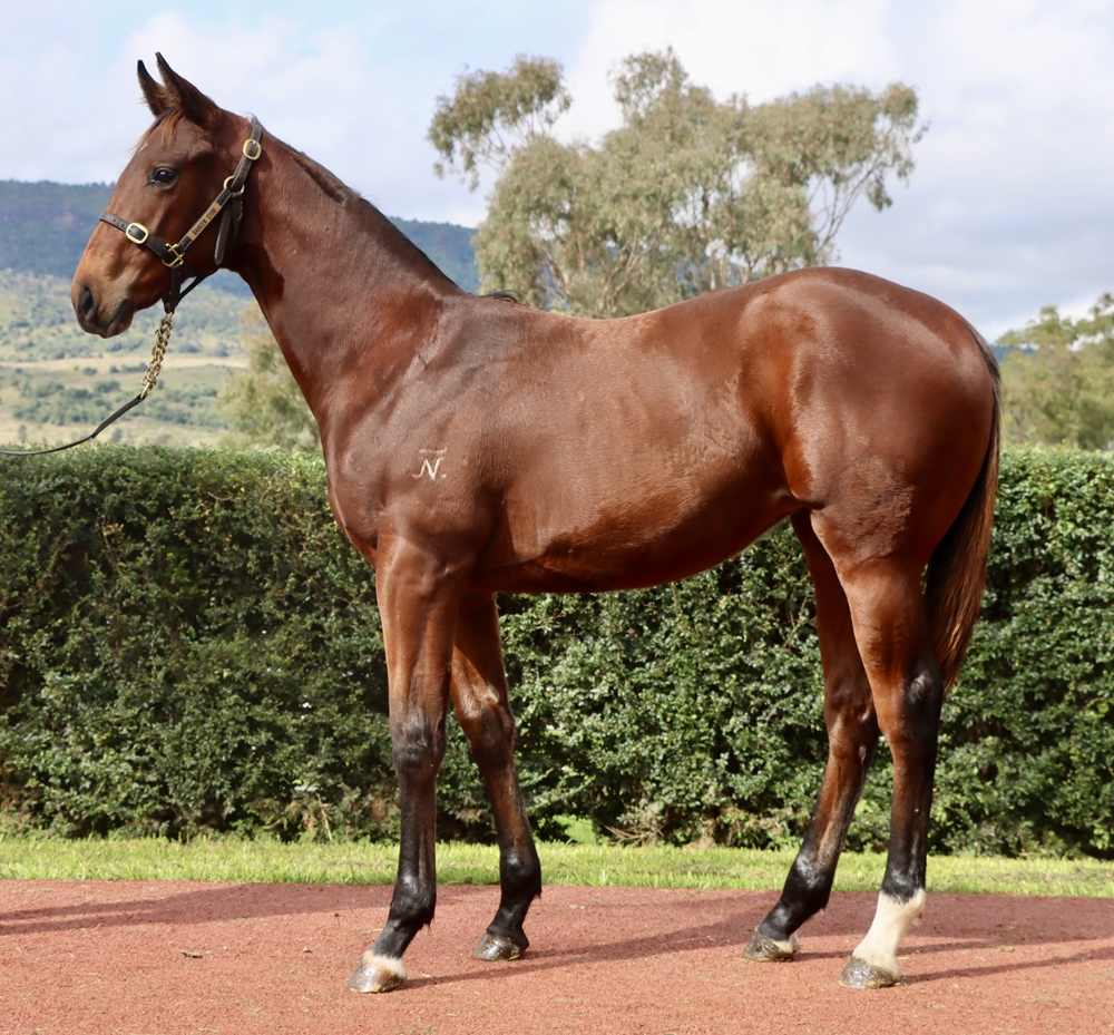 Spirit of Boom (AUS) / Bringalily (AUS) 2024 Filly - Image 1