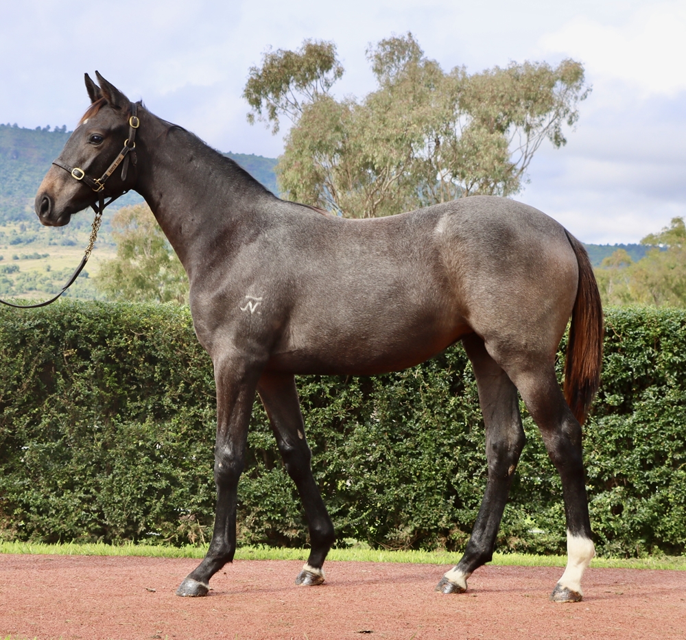 Top Ranked (IRE) / Domitilla (AUS) 2024 Filly - Image 1