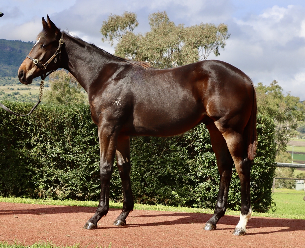 North Pacific (AUS) / Expel (AUS) 2024 Colt - Image 1