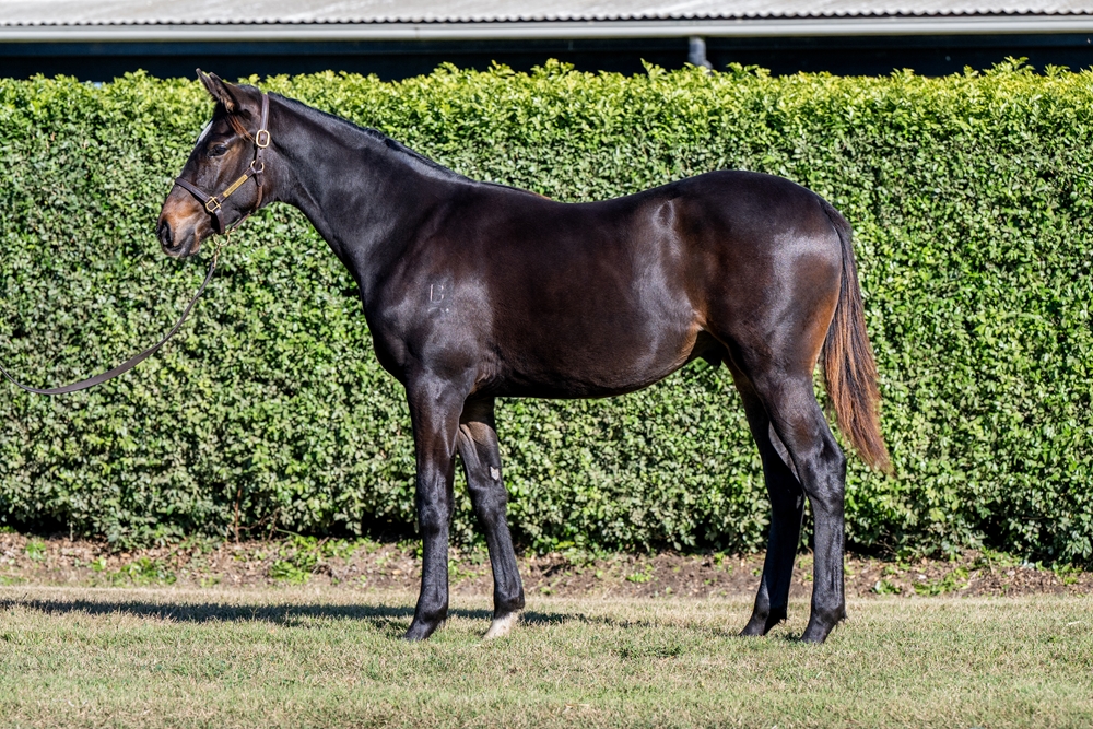 So You Think (NZ) / Flaming (NZ) 2024 Colt - Image 1
