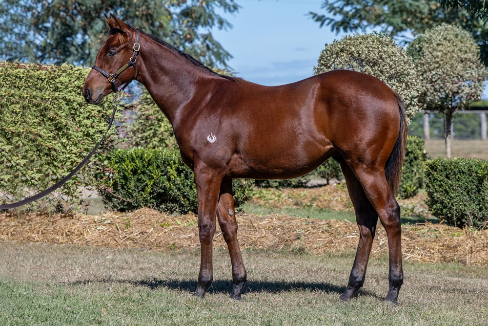 Spirit of Boom (AUS) / Giroux (AUS) 2024 Colt - Image 1