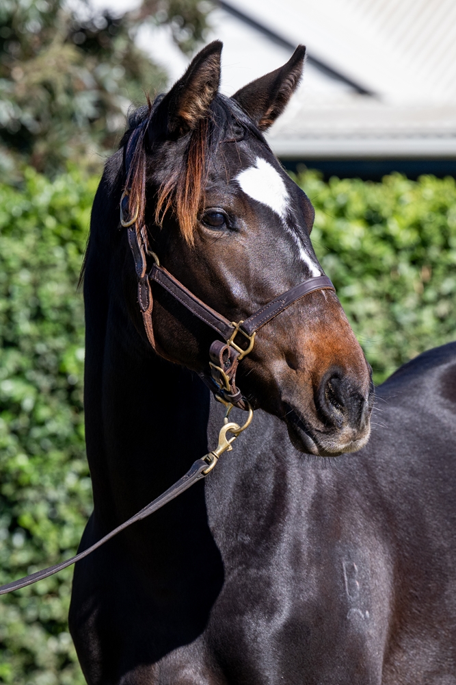 So You Think (NZ) / Flaming (NZ) 2024 Colt - Image 2