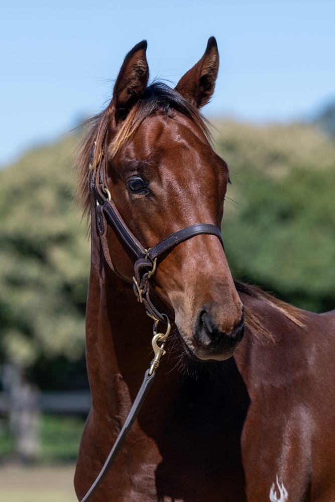 Spirit of Boom (AUS) / Giroux (AUS) 2024 Colt - Image 2