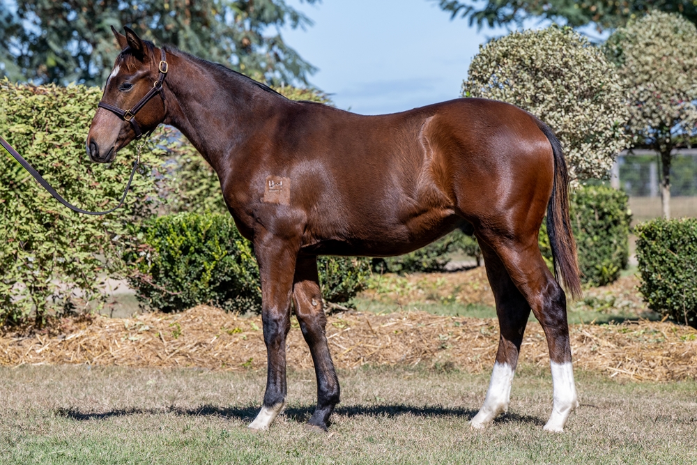 In the Congo (AUS) / Laeta (AUS) 2024 Colt - Image 1