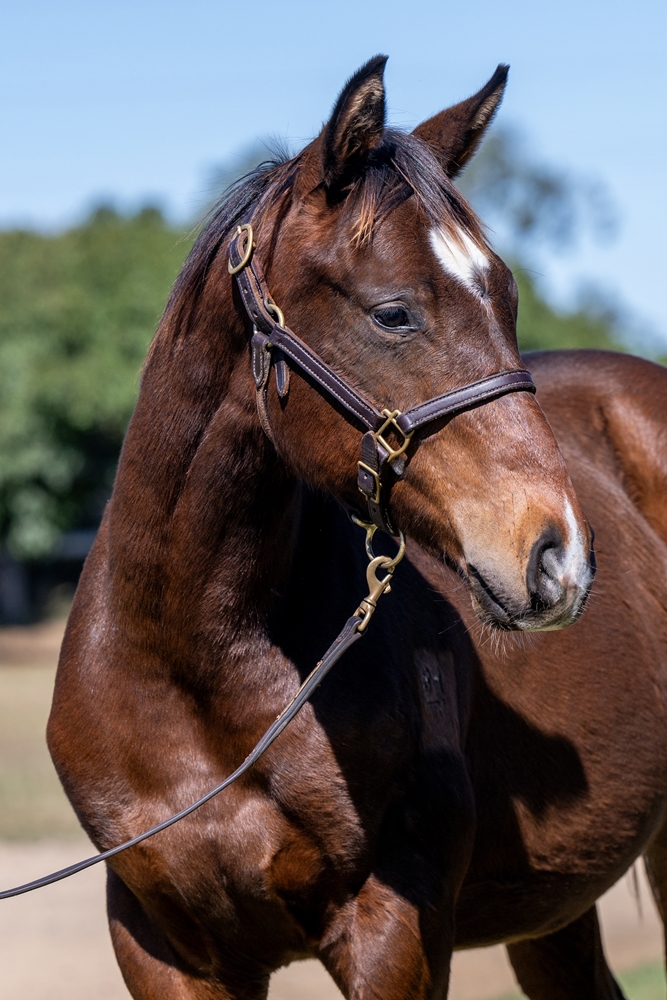 In the Congo (AUS) / Laeta (AUS) 2024 Colt - Image 2