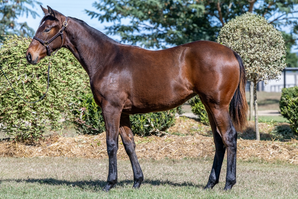 Hitotsu (AUS) / Run Pam Run (AUS) 2024 Filly - Image 1