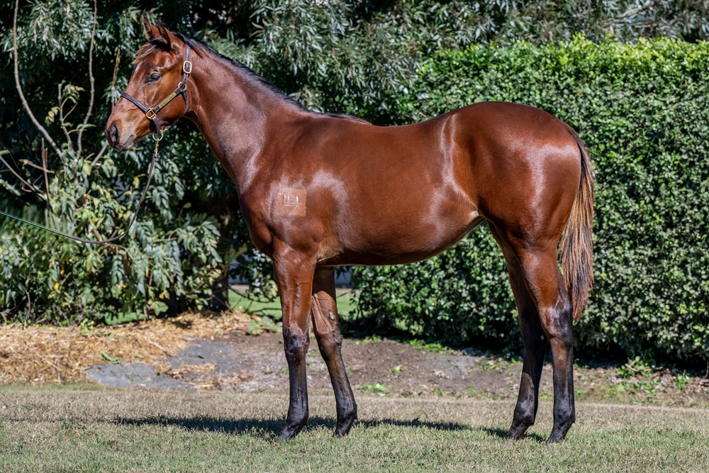 Anamoe (AUS) / Secret Doubt (AUS) 2024 Filly - Image 1