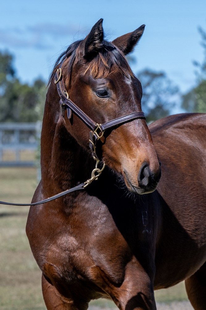 Hitotsu (AUS) / Run Pam Run (AUS) 2024 Filly - Image 2