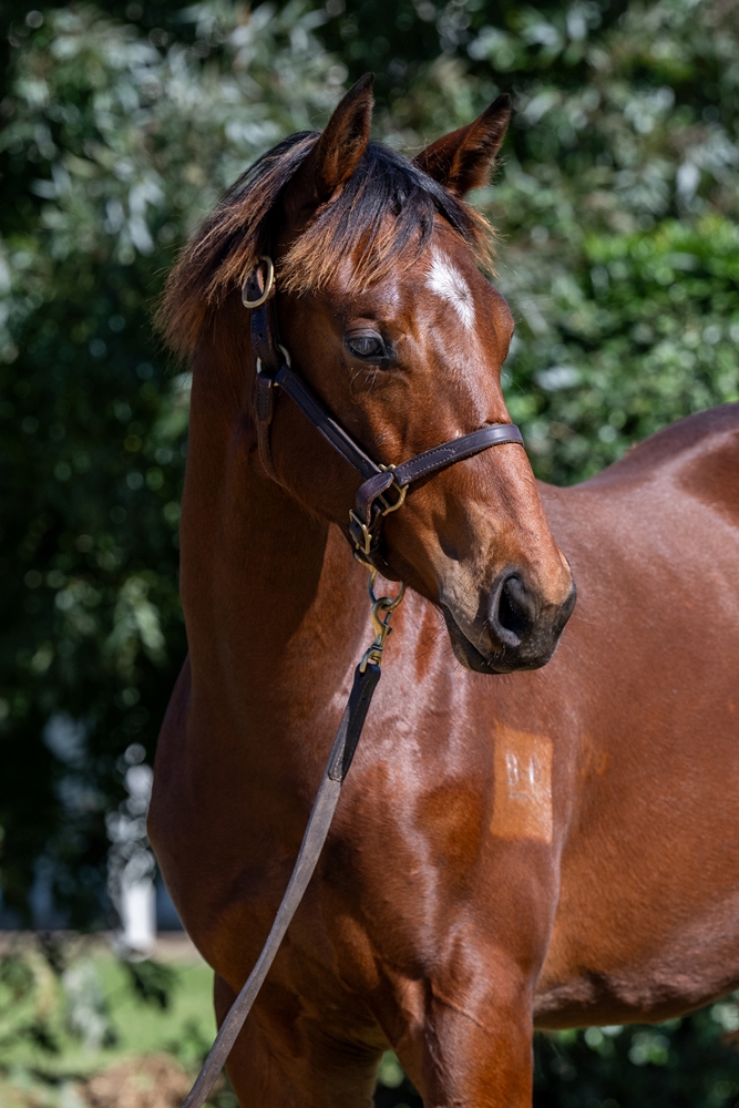 Anamoe (AUS) / Secret Doubt (AUS) 2024 Filly - Image 2