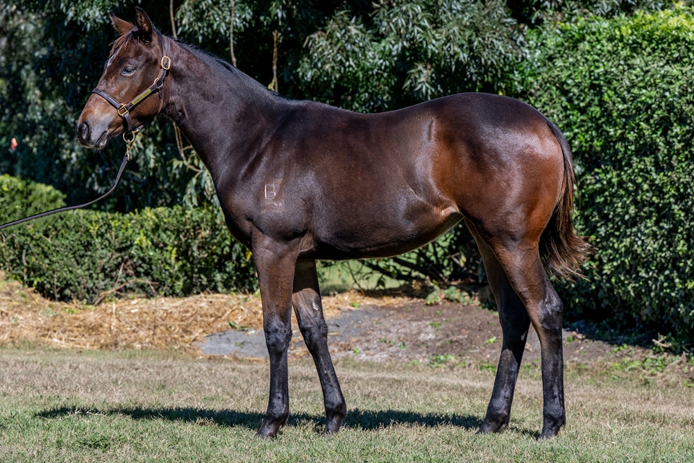Stay Inside (AUS) / Wannabe Loved (AUS) 2024 Filly - Image 1