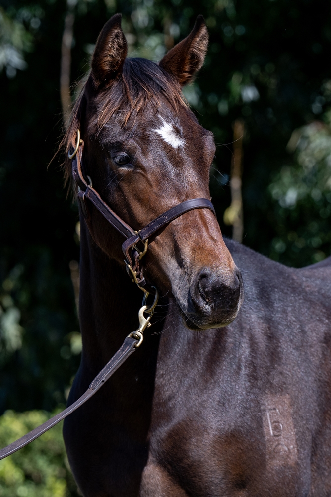 Stay Inside (AUS) / Wannabe Loved (AUS) 2024 Filly - Image 2