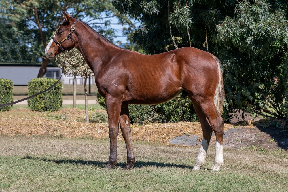 The Autumn Sun (AUS) / Chroma (AUS) 2024 Colt - Image 1