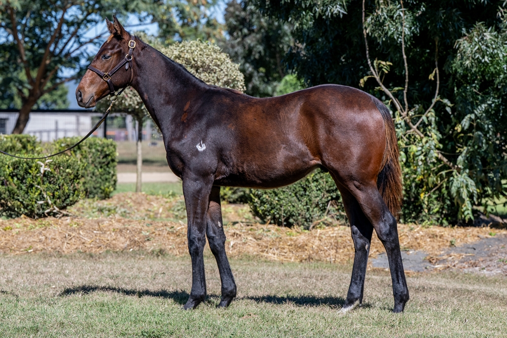 Cool Aza Beel (NZ) / Discreet (AUS) 2024 Colt - Image 1