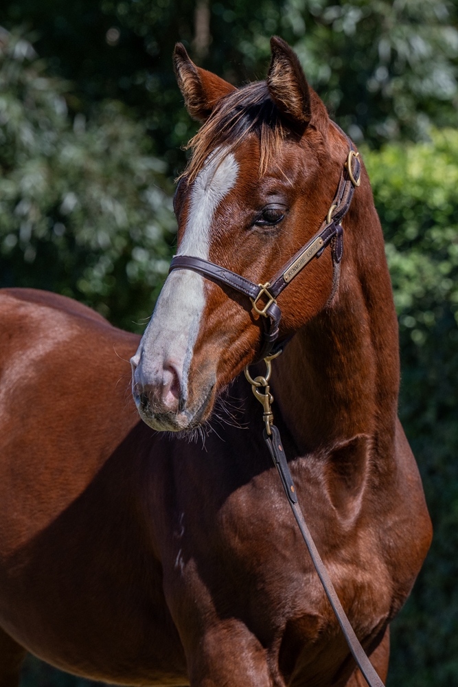 The Autumn Sun (AUS) / Chroma (AUS) 2024 Colt - Image 2