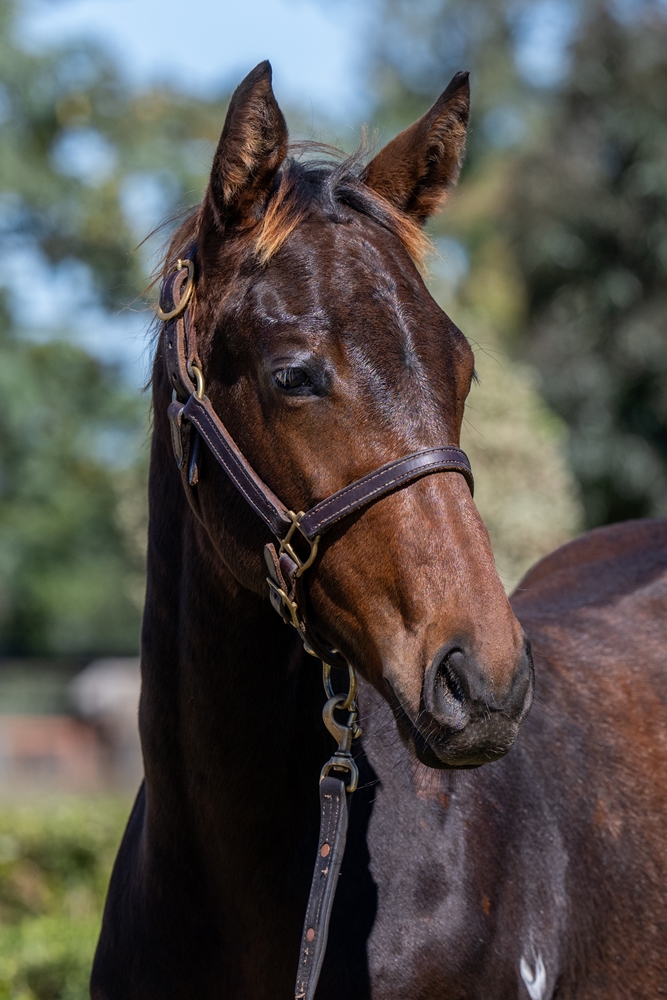 Cool Aza Beel (NZ) / Discreet (AUS) 2024 Colt - Image 2