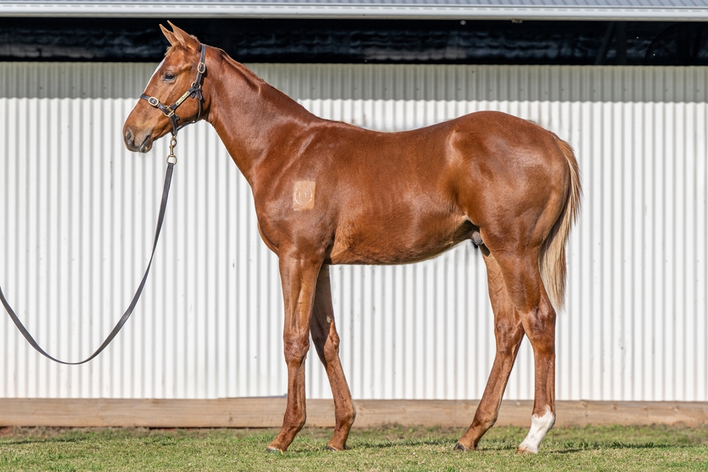Pinatubo (IRE) / Jessie (AUS) 2024 Colt - Image 1