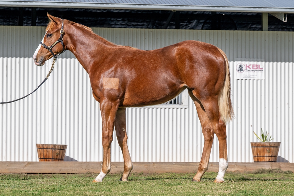 Justify (USA) / Laugh a Little (AUS) 2024 Filly - Image 1