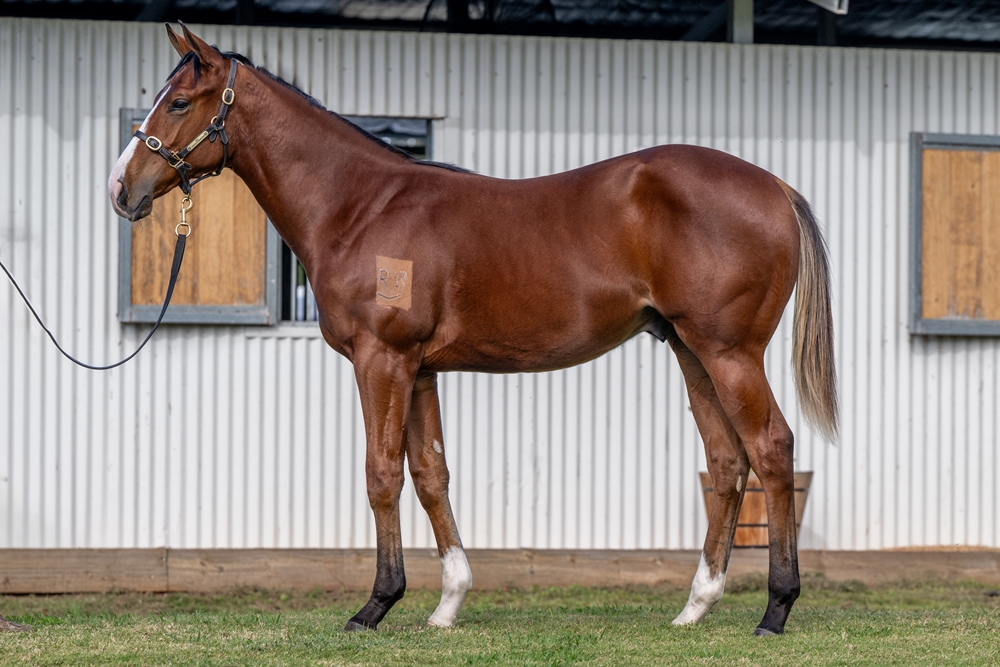 Stay Inside (AUS) / Prize Draw (AUS) 2024 Colt - Image 1