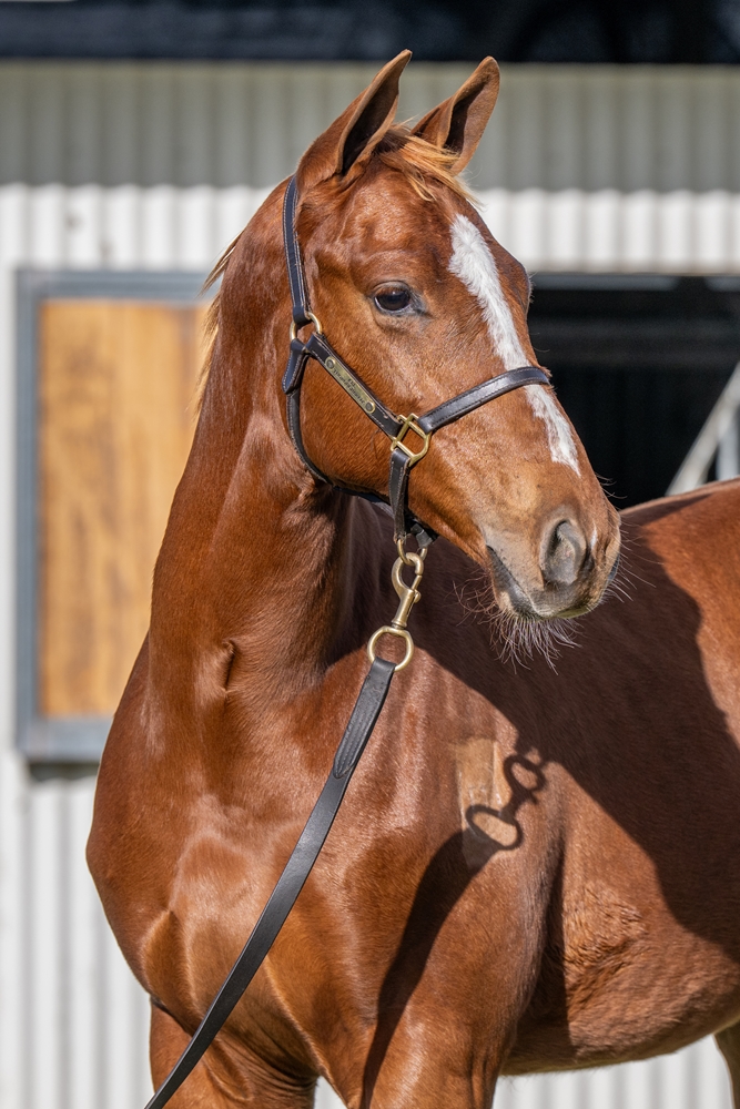 Pinatubo (IRE) / Jessie (AUS) 2024 Colt - Image 2